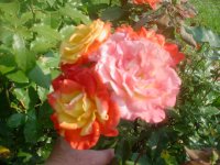 MOMS FLOWERS 005.JPG