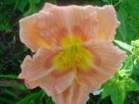 MOMS FLOWERS 007.JPG