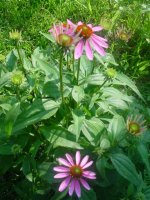 MOMS FLOWERS 011.JPG