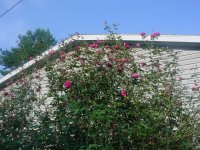 MOMS FLOWERS 013.JPG