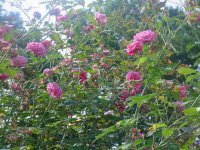 MOMS FLOWERS 014.JPG