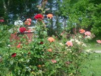 MOMS FLOWERS 015.JPG