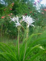 MOMS FLOWERS 016.JPG