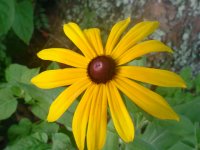 MOMS FLOWERS 020.JPG