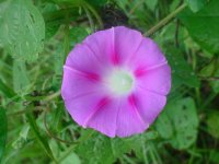 MOMS FLOWERS 023.JPG