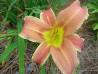 DSCN5306.jpg