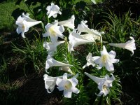 DSCN5250.jpg