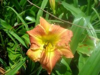DSCN5280.jpg