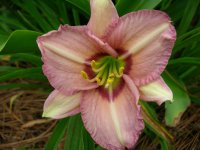 DSCN5191.jpg