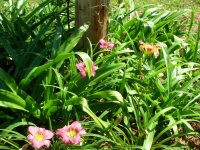 DSCN5204.jpg