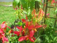 DSCN5290.jpg
