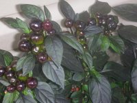 DSCN5333.jpg