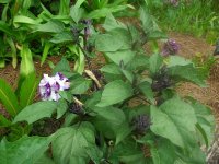 DSCN5309.jpg