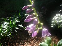 DSCN5325.jpg