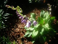 DSCN5326.jpg