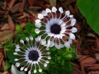 DSCN5234.jpg