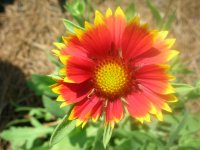 DSCN5338.jpg
