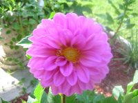 DSCN5339.jpg