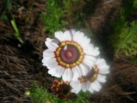 DSCN5343.jpg