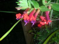 DSCN5320.jpg