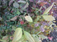 20190413_100204.jpg