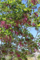 IMG_1774.JPG