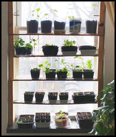Temporary window shelves