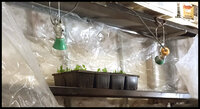 Existing shelf seedlings