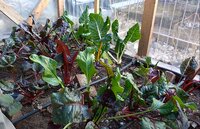 Our greenhouse this winter!