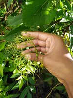 IMG_20210403_083529.jpg