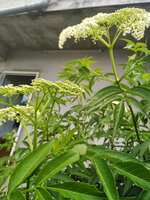 IMG_20210403_130555.jpg