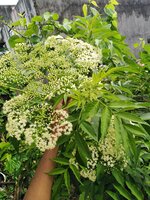 IMG_20210402_081445.jpg