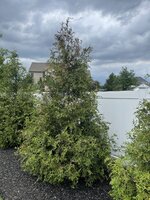 IMG_9810.jpg
