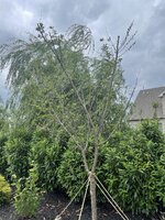 IMG_9806.jpg