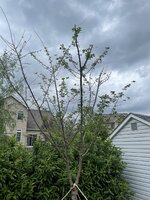 IMG_9807.jpg