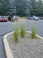 IMG_5115.jpg