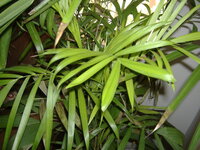palm2.jpg