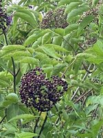 321C7A18-9D17-494C-80D7-417D5448D86D.jpeg