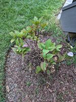 PXL_20210820_222730745.jpg
