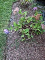 PXL_20210820_222726304.MP.jpg