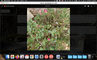 Screen Shot 2021-12-11 at 4.38.31 PM.png