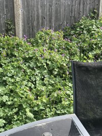 C821270B-0141-4881-8BDC-FD23B679031C.jpeg