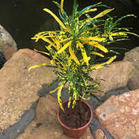 croton plant 1.jpg