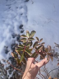 IMG_6769.jpeg