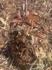 IMG_6770.jpeg
