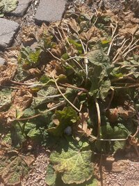 IMG_6773.jpeg
