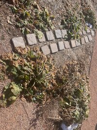 IMG_6772.jpeg