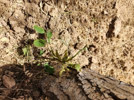 ID Plant 1A.jpg