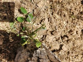 ID Plant 2A.jpg