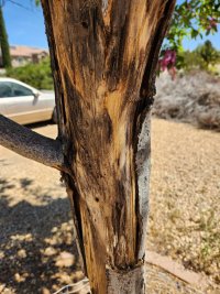 New Bark 2-01.jpg